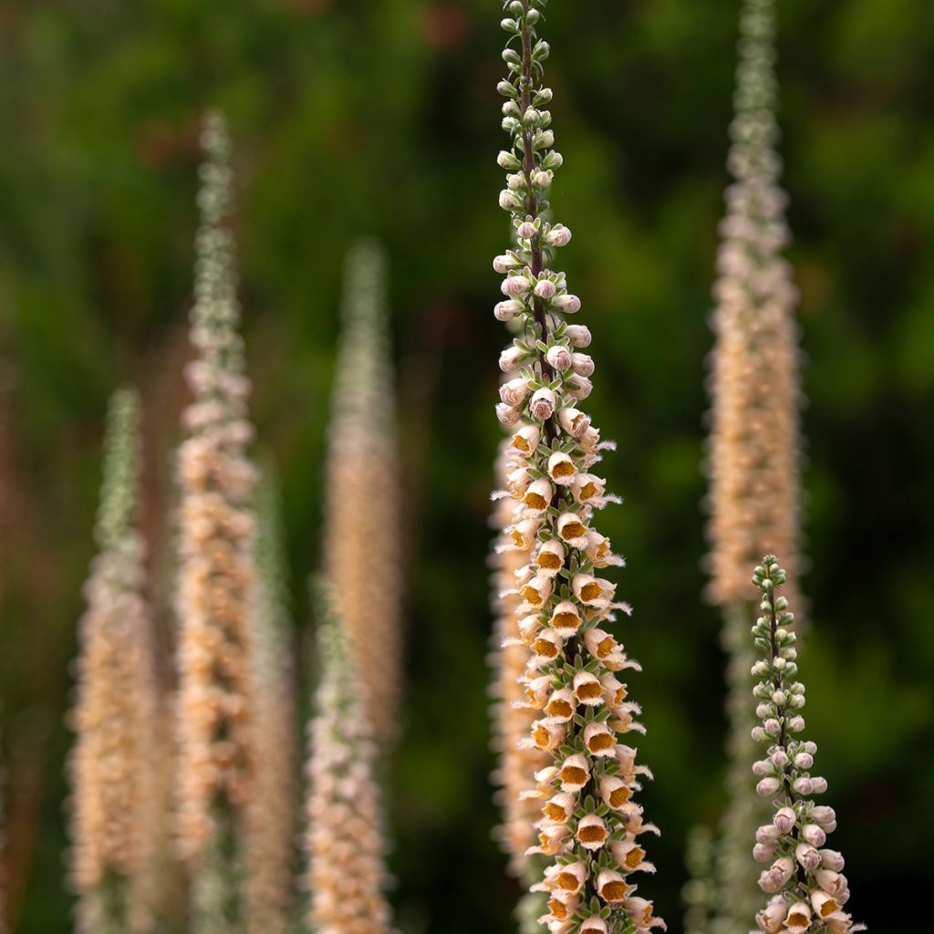 Digitalis ferruginea Gigantea