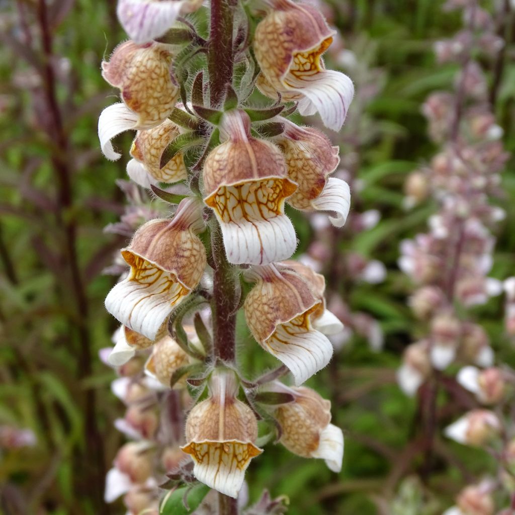Digitale laineuse bicolore - Digitalis lanata