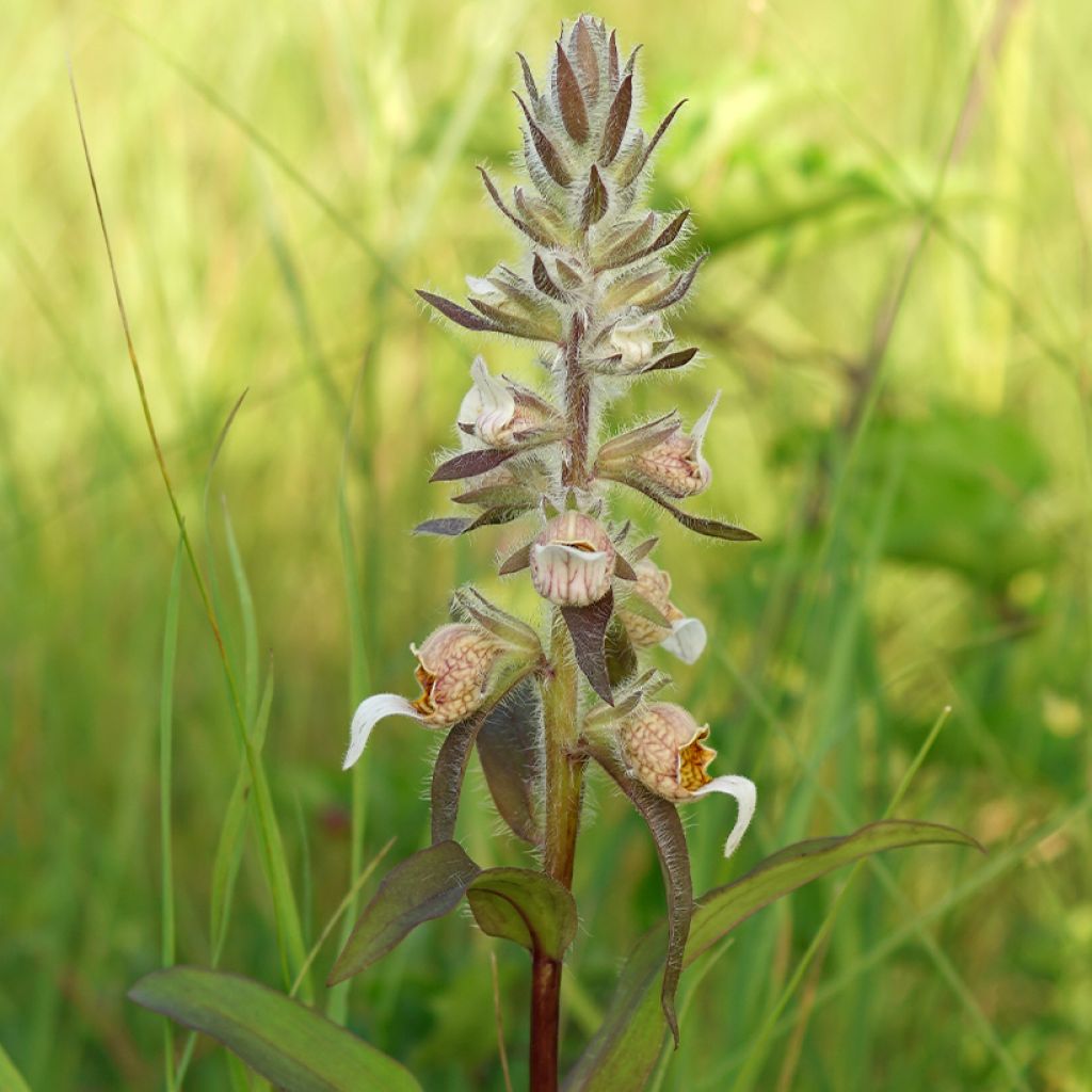 Dedaleira Lanosa Bicolor