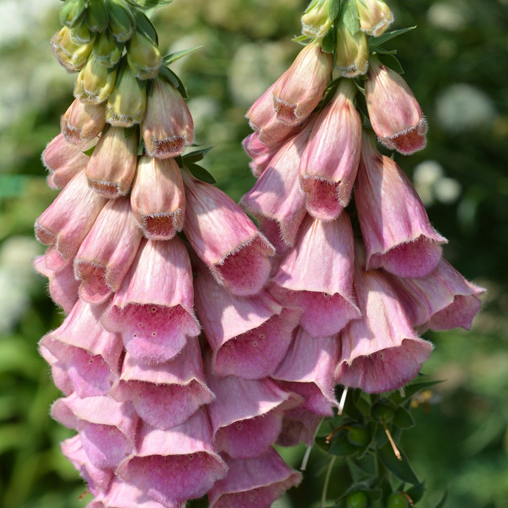 Digitalis mertonensis Summer King