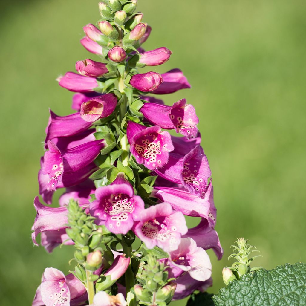 Digitalis purpurea Camelot Rosa