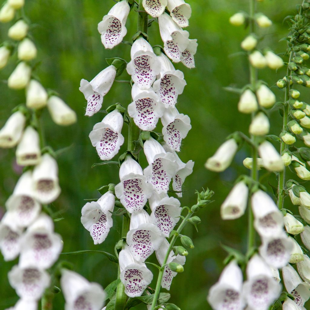 Sementes de Digitalis Dalmatian White F1