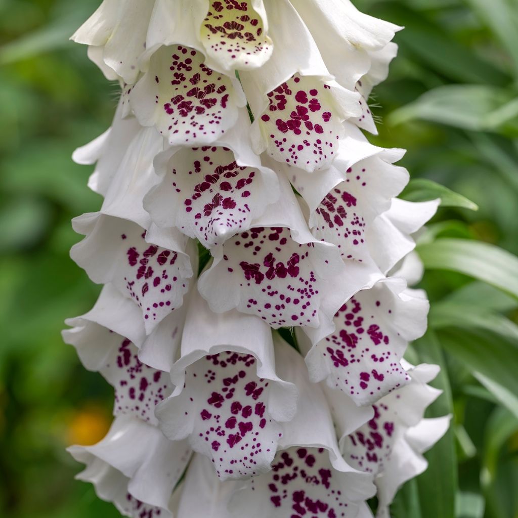 Sementes de Digitalis Dalmatian White F1