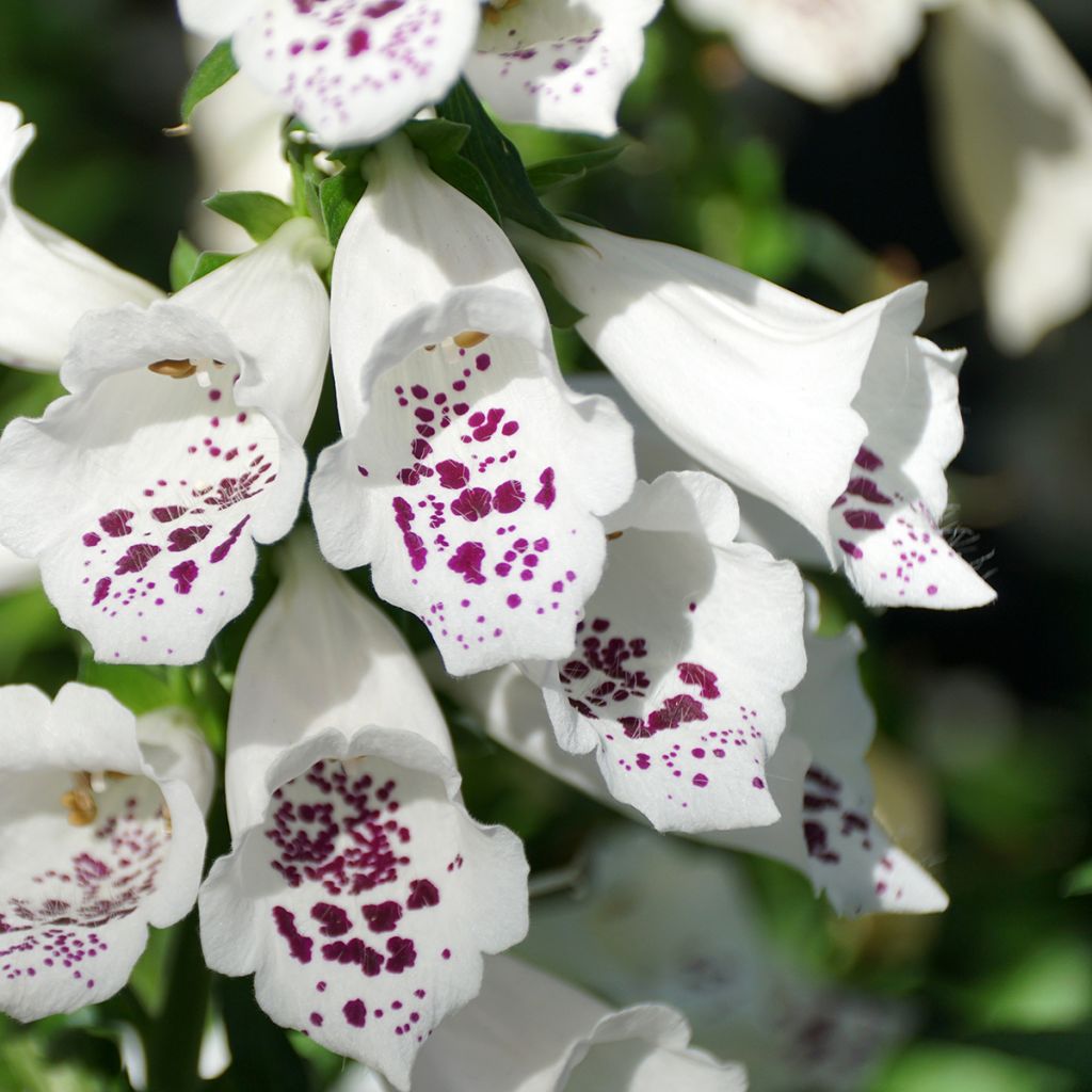 Sementes de Digitalis Dalmatian White F1