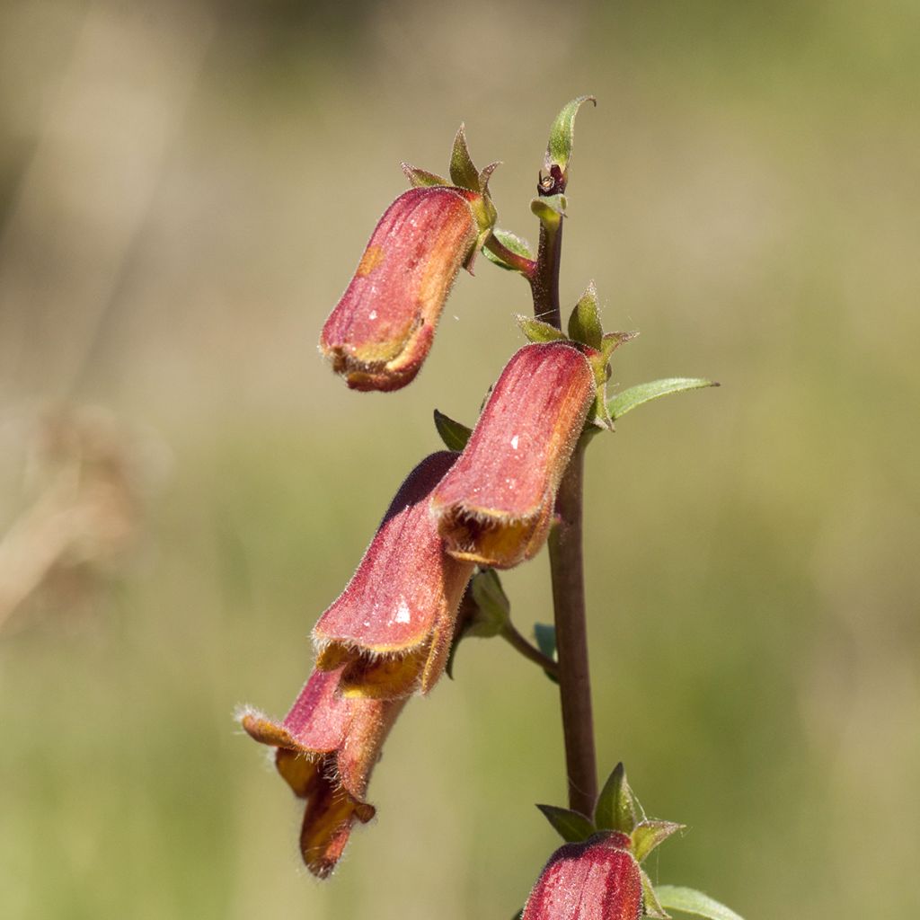 Digitalis obscura