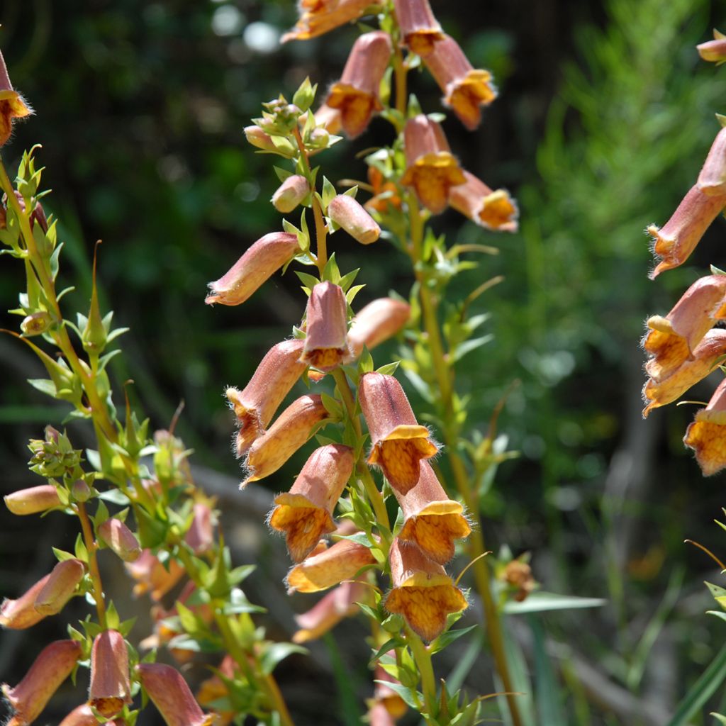 Digitalis obscura