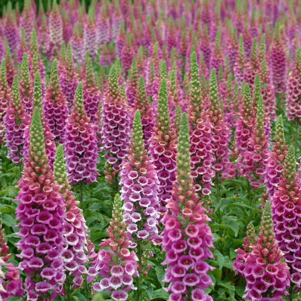 Digitalis purpurea Candy Mountain em sementes