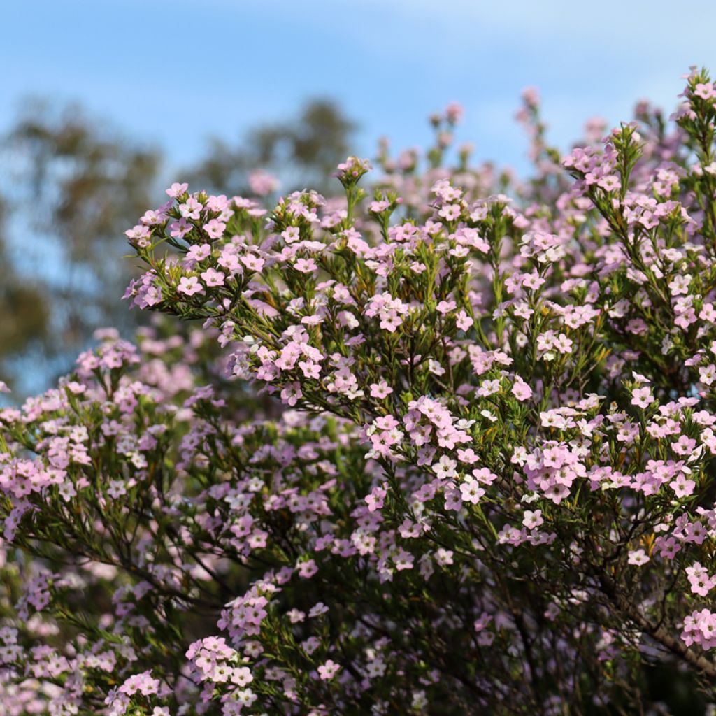 Diosma hirsuta Pink Diamond