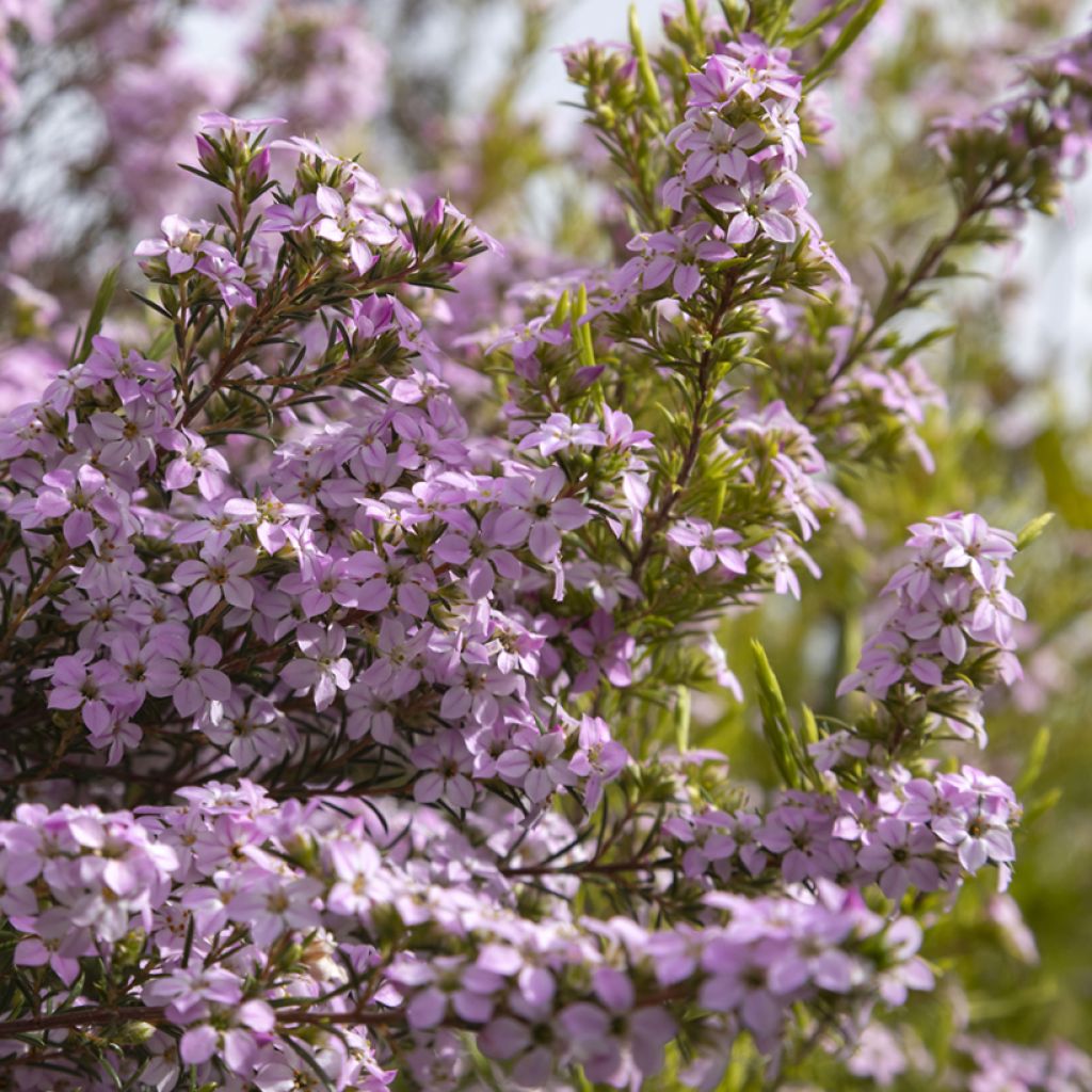 Diosma hirsuta Pink Diamond