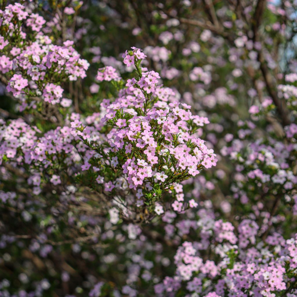 Diosma hirsuta Pink Diamond