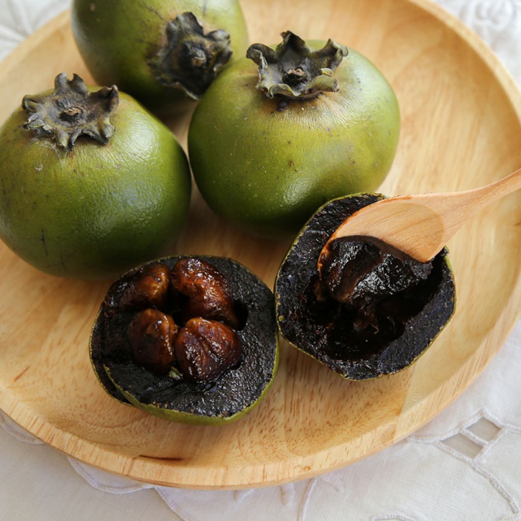Sapote-preto - Diospyros digyna