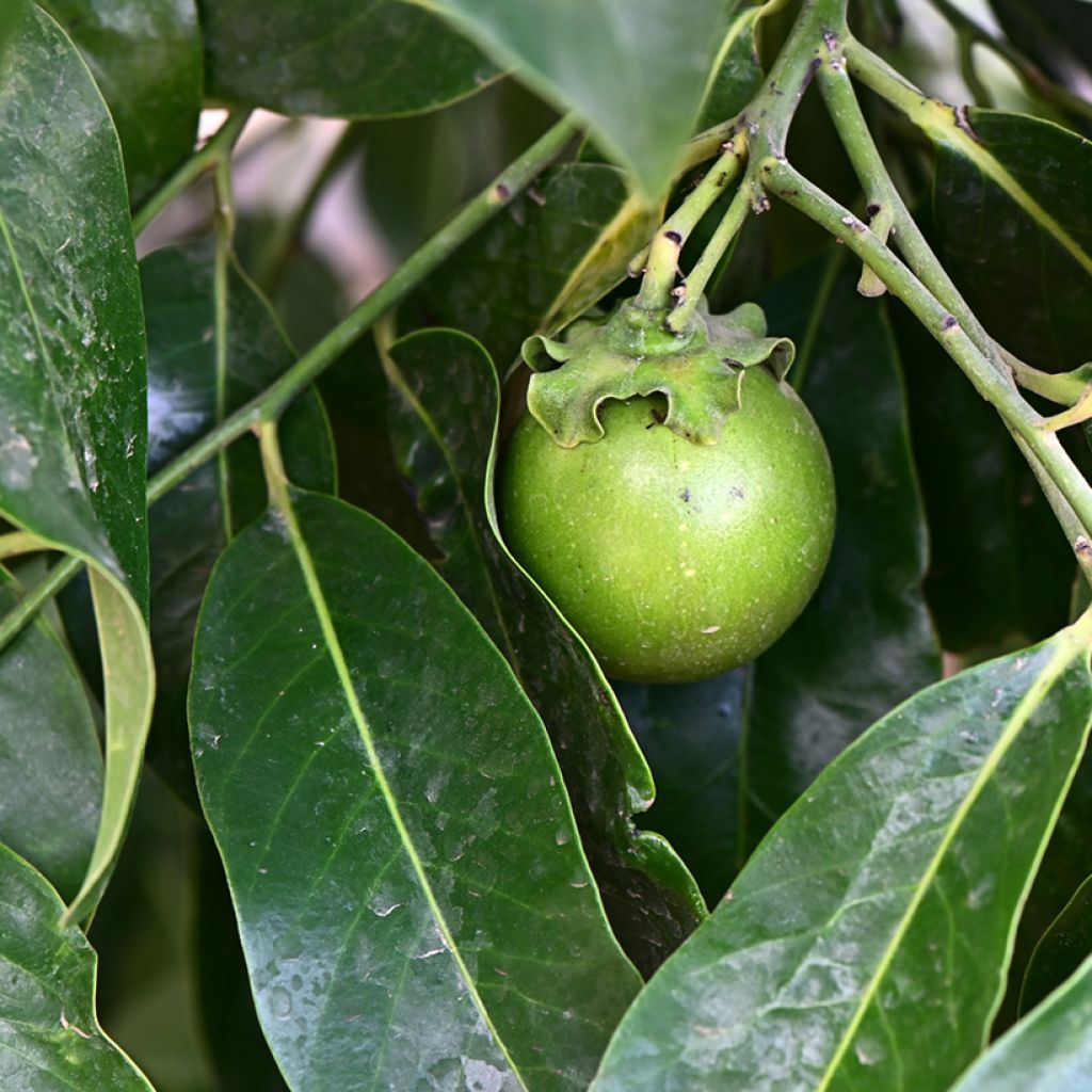 Sapote-preto - Diospyros digyna