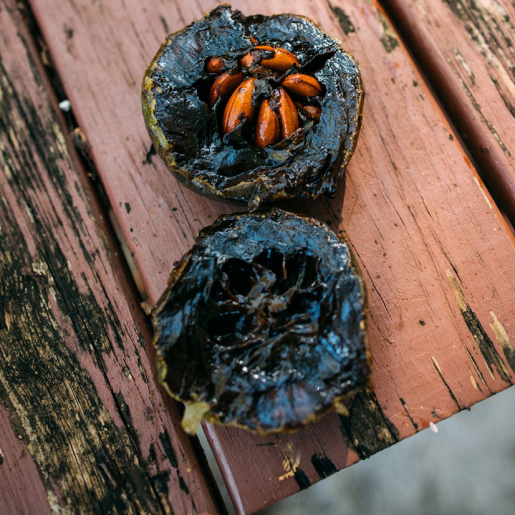 Sapote-preto - Diospyros digyna