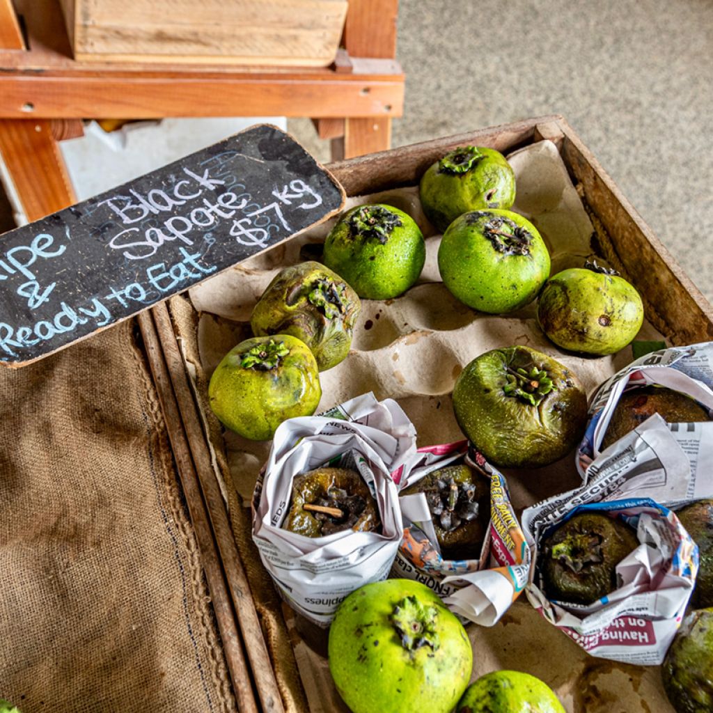 Sapote-preto - Diospyros digyna