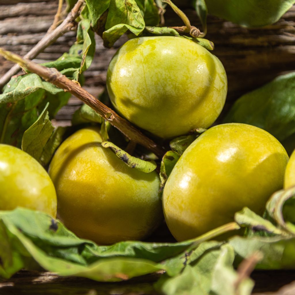 Sapote-preto - Diospyros digyna