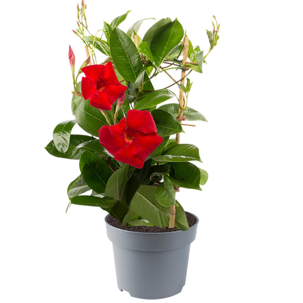 Dipladénia Diamantina Jade XXL Red