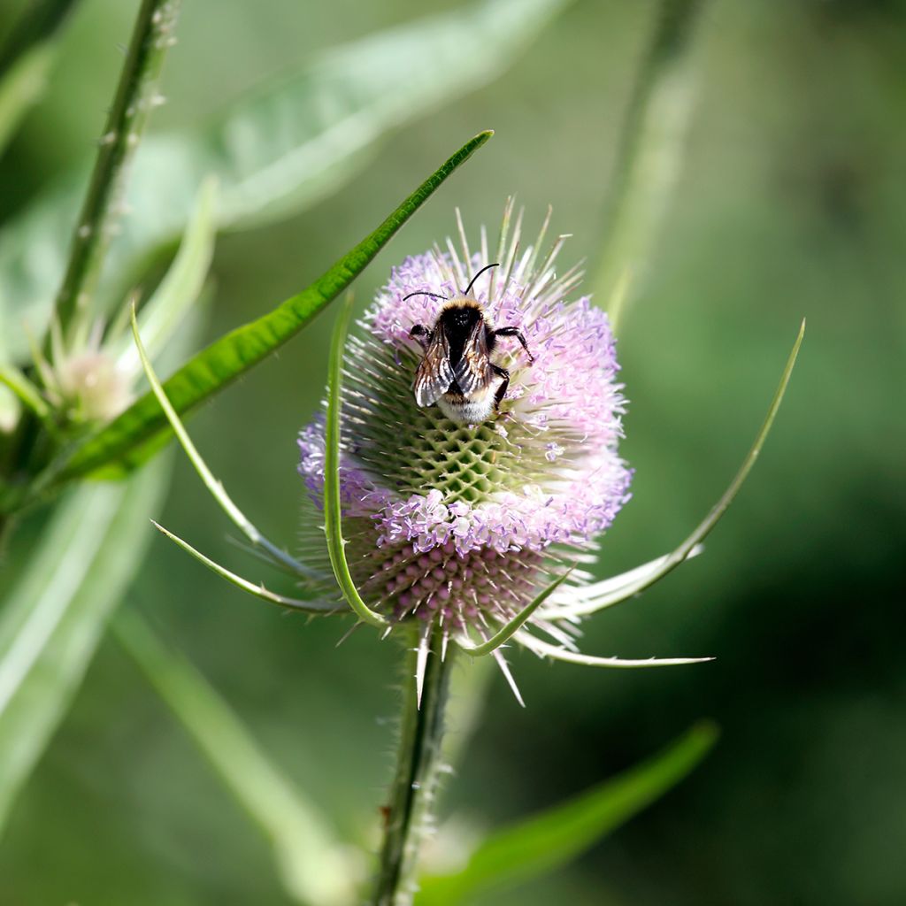 Dipsacus fullonum