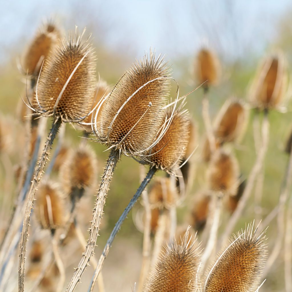 Dipsacus fullonum