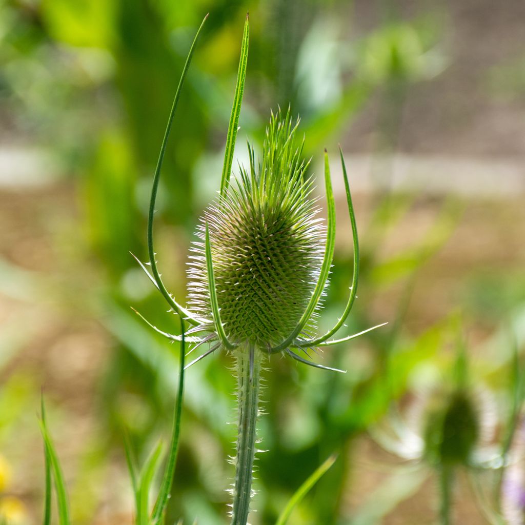 Dipsacus sylvestris biológico em sementes - Cardencha