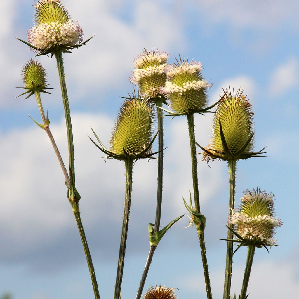 Dipsacus sylvestris biológico em sementes - Cardencha
