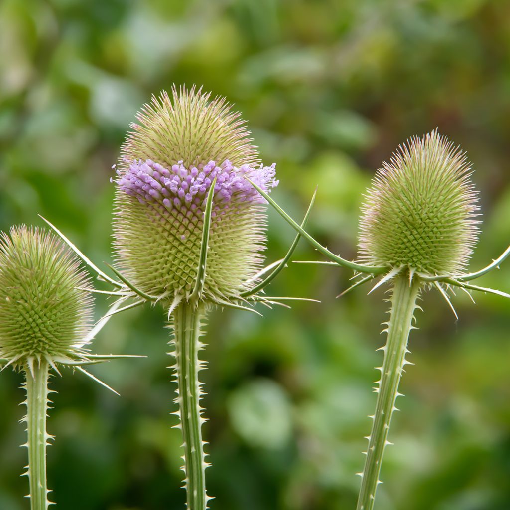 Dipsacus sylvestris biológico em sementes - Cardencha