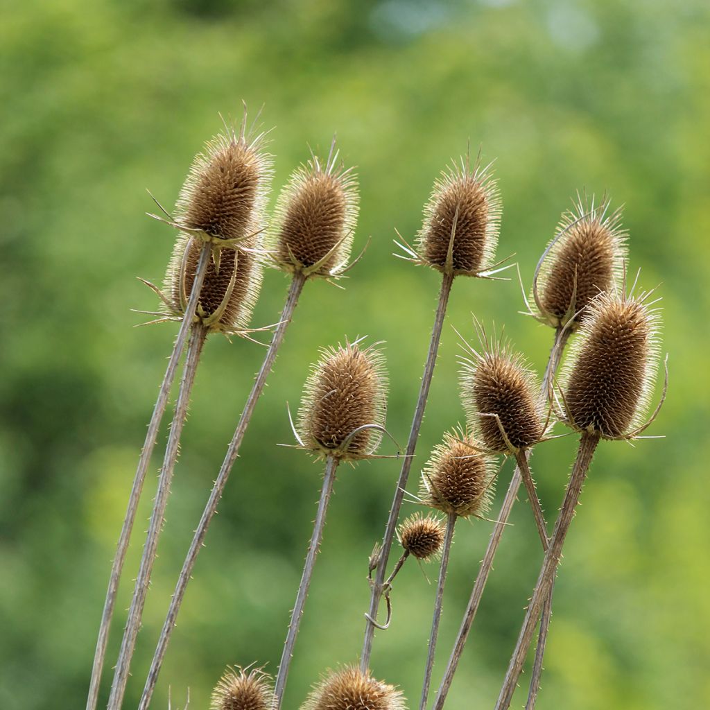 Dipsacus sylvestris biológico em sementes - Cardencha