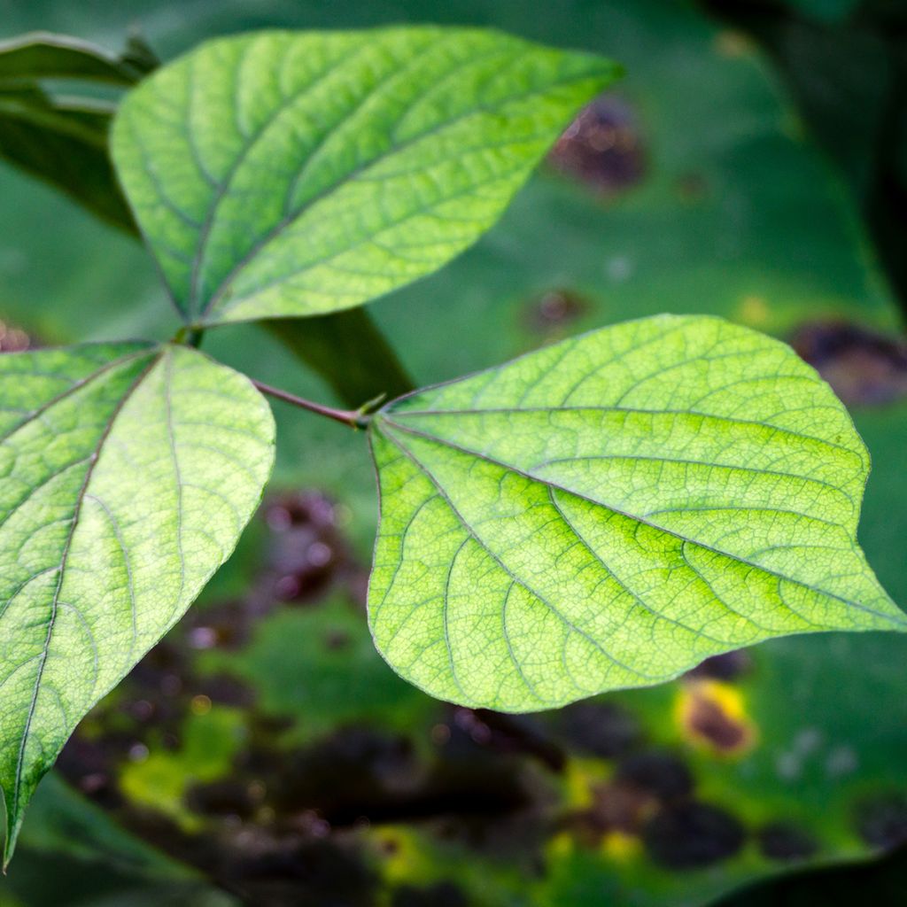 Feijão-cutelinho - Dolichos lablab