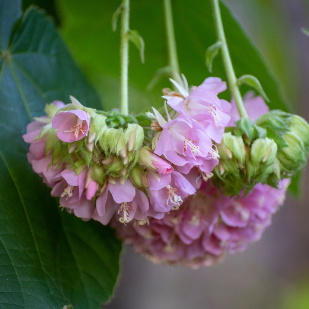 Dombeya × cayeuxii