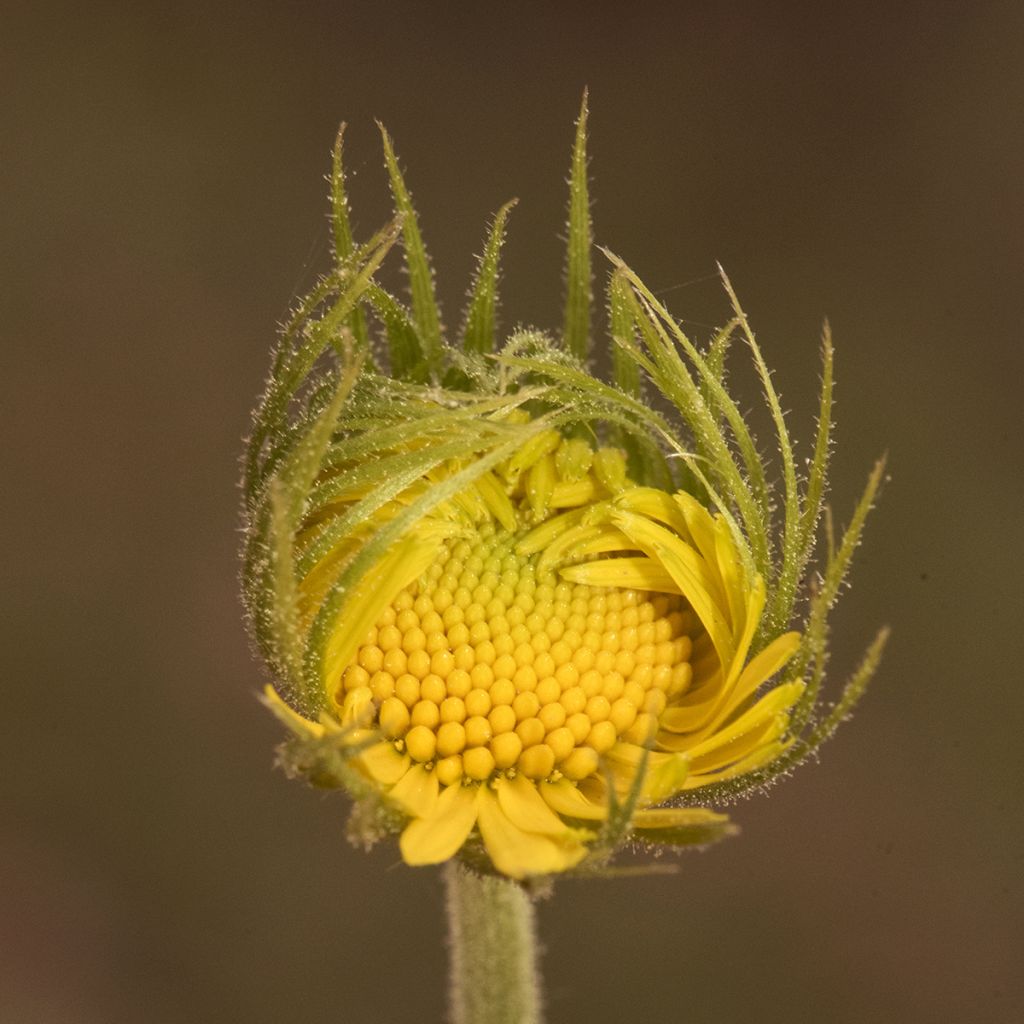 Doronicum plantagineum Excelsum