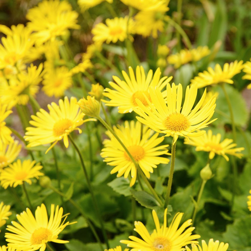 Doronicum plantagineum Excelsum