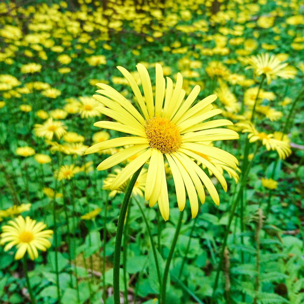 Doronicum plantagineum Excelsum