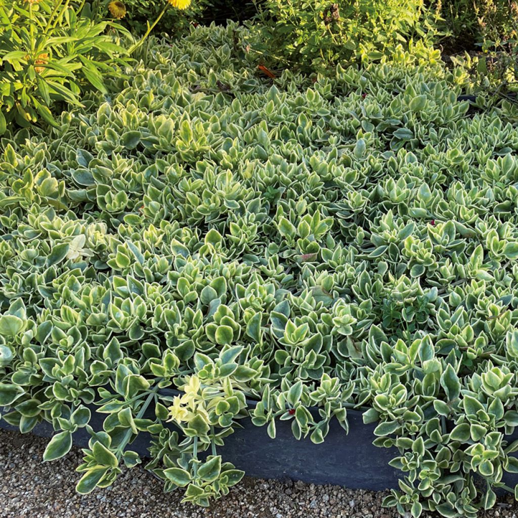 Mesembryanthemum cordifolium Mezoo Trailing Red