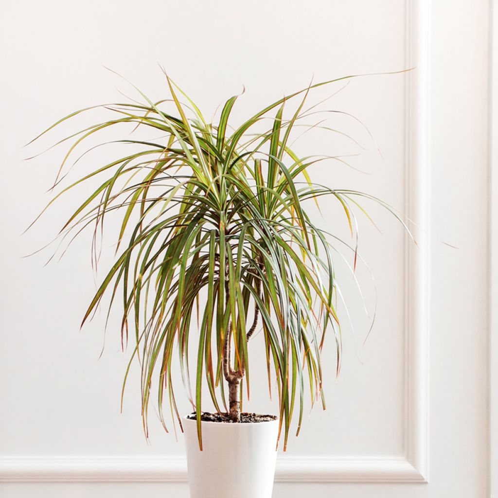 Dracaena reflexa var. angustifolia Bicolor