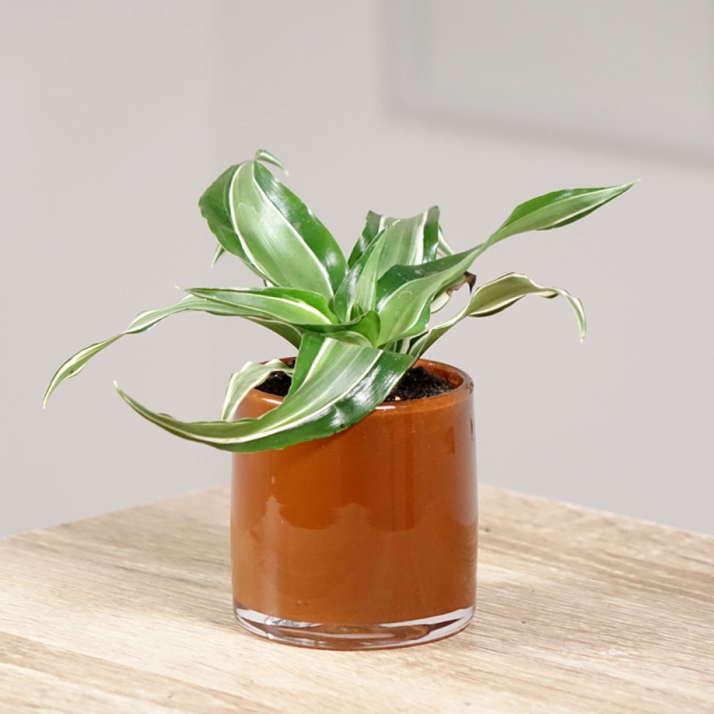 Dracaena fragrans Kanzi