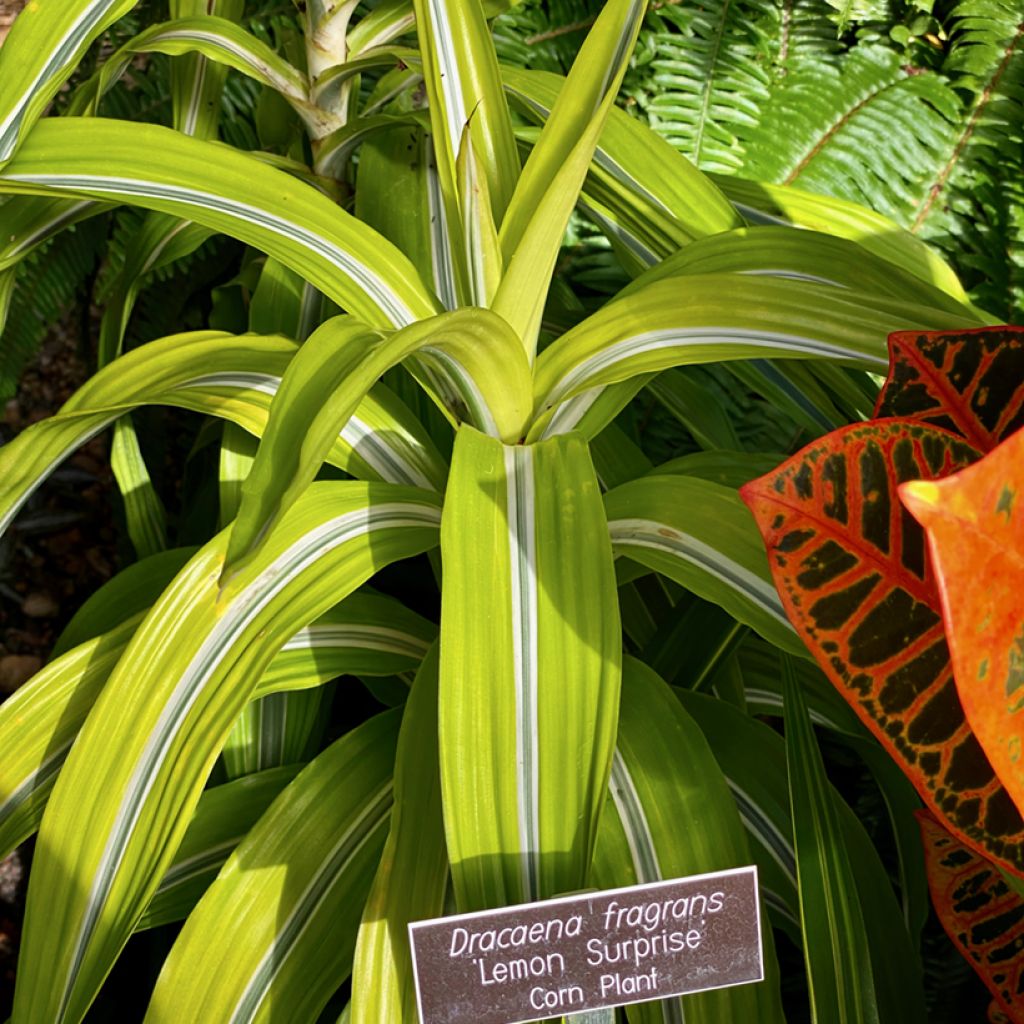 Dracaena fragrans Lemon Surprise