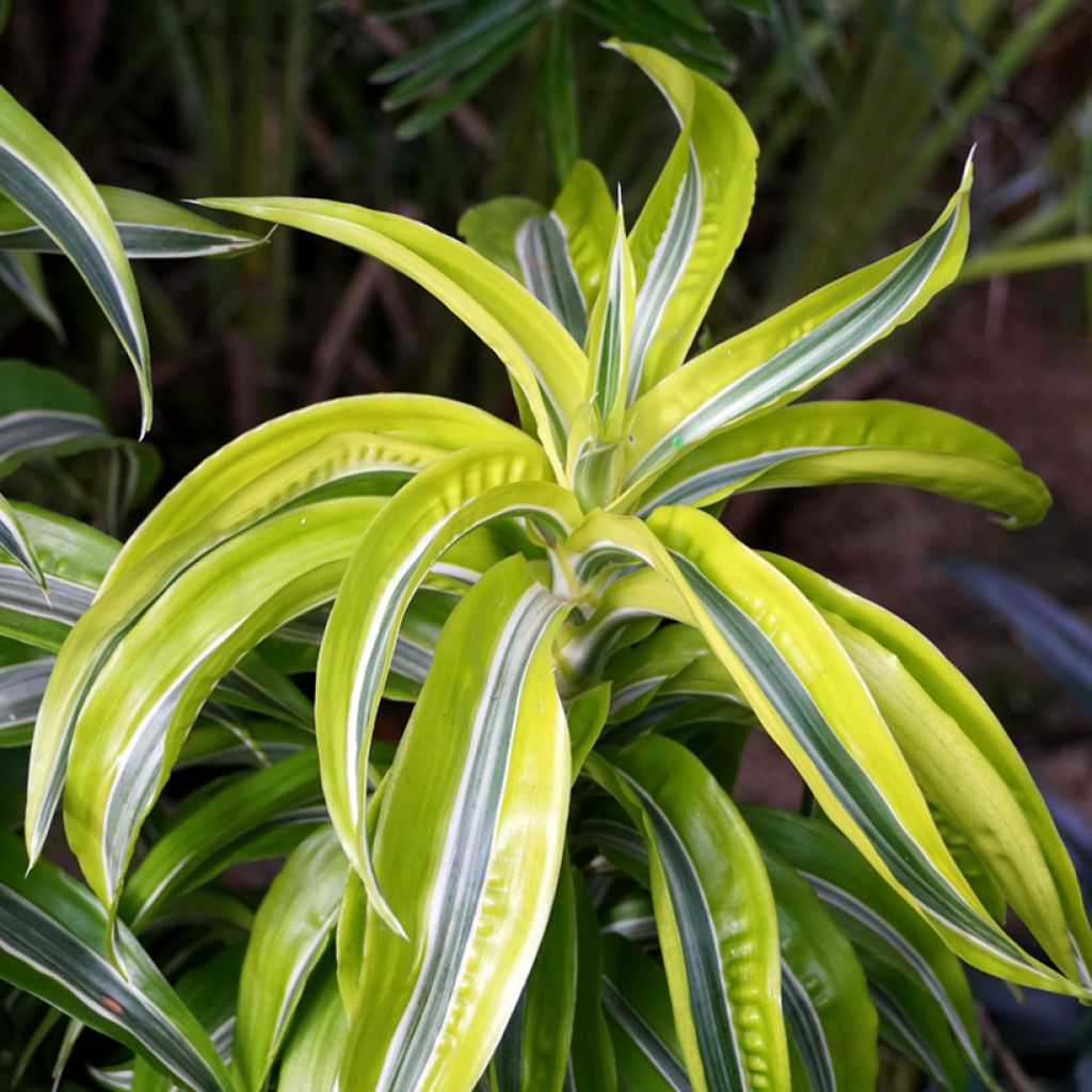 Dracaena fragrans Lemon Surprise