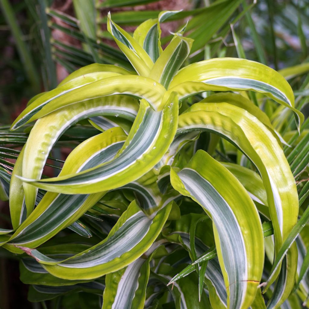 Dracaena fragrans Lemon Surprise