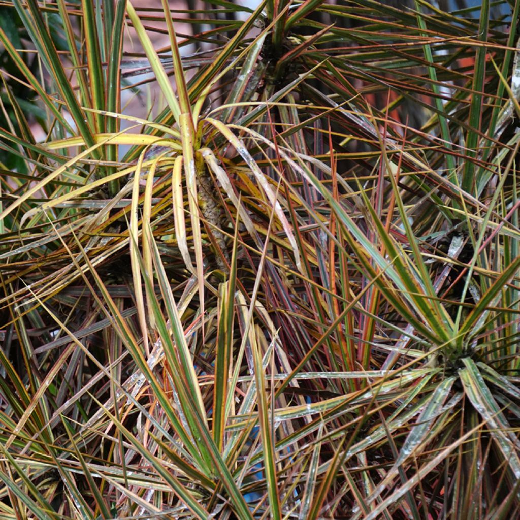 Dracaena reflexa var. angustifolia Magenta