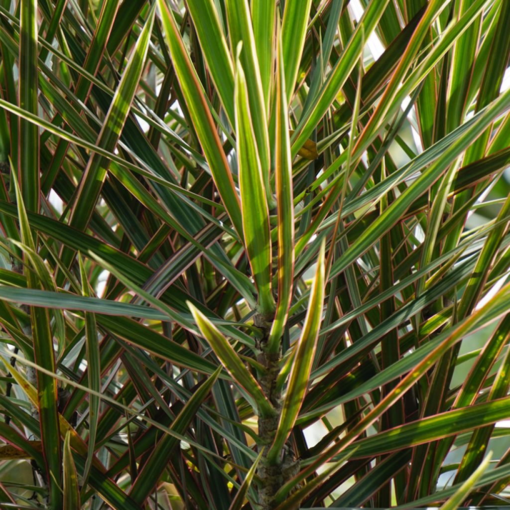 Dracaena reflexa var. angustifolia Magenta