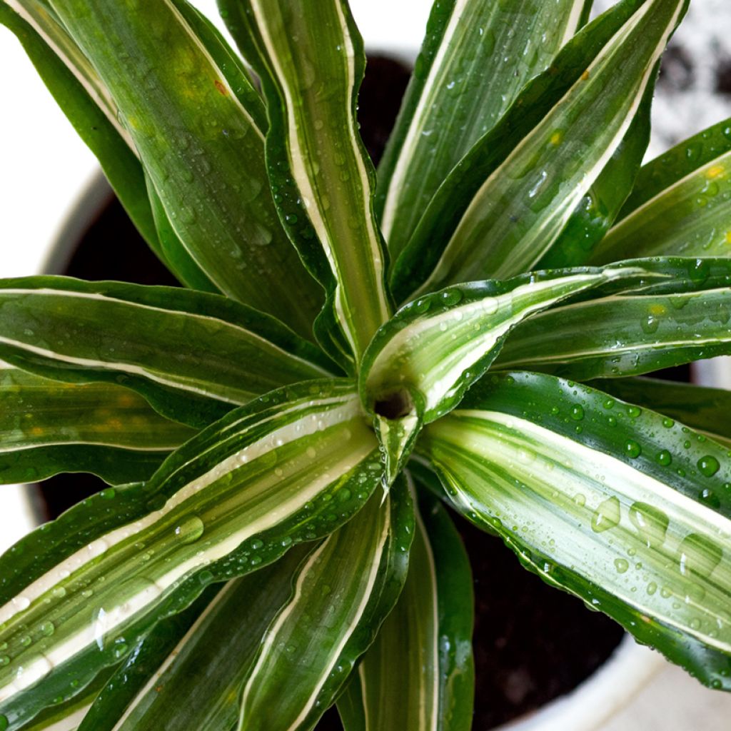 Dracaena fragrans Malaika