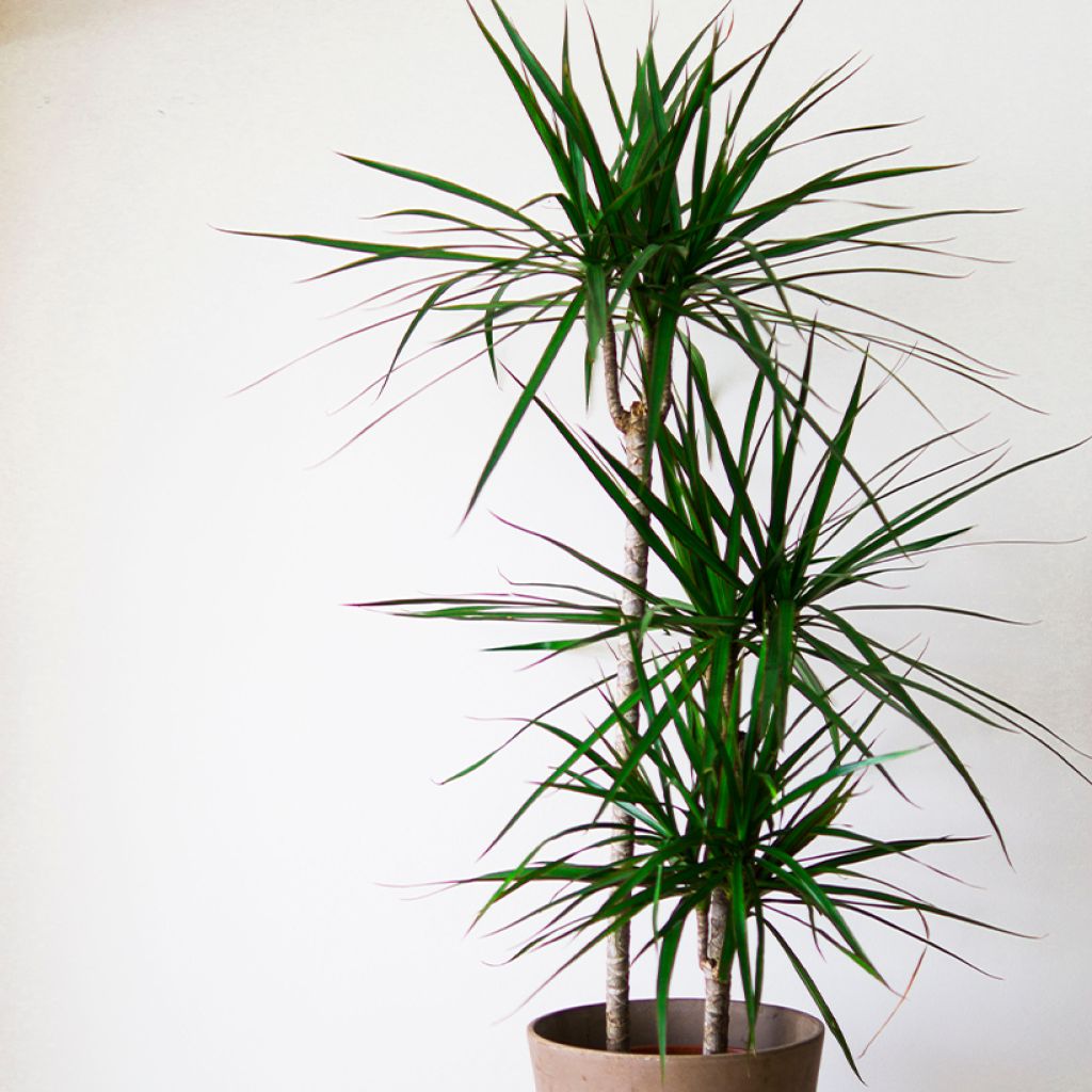 Dracaena reflexa var. angustifolia