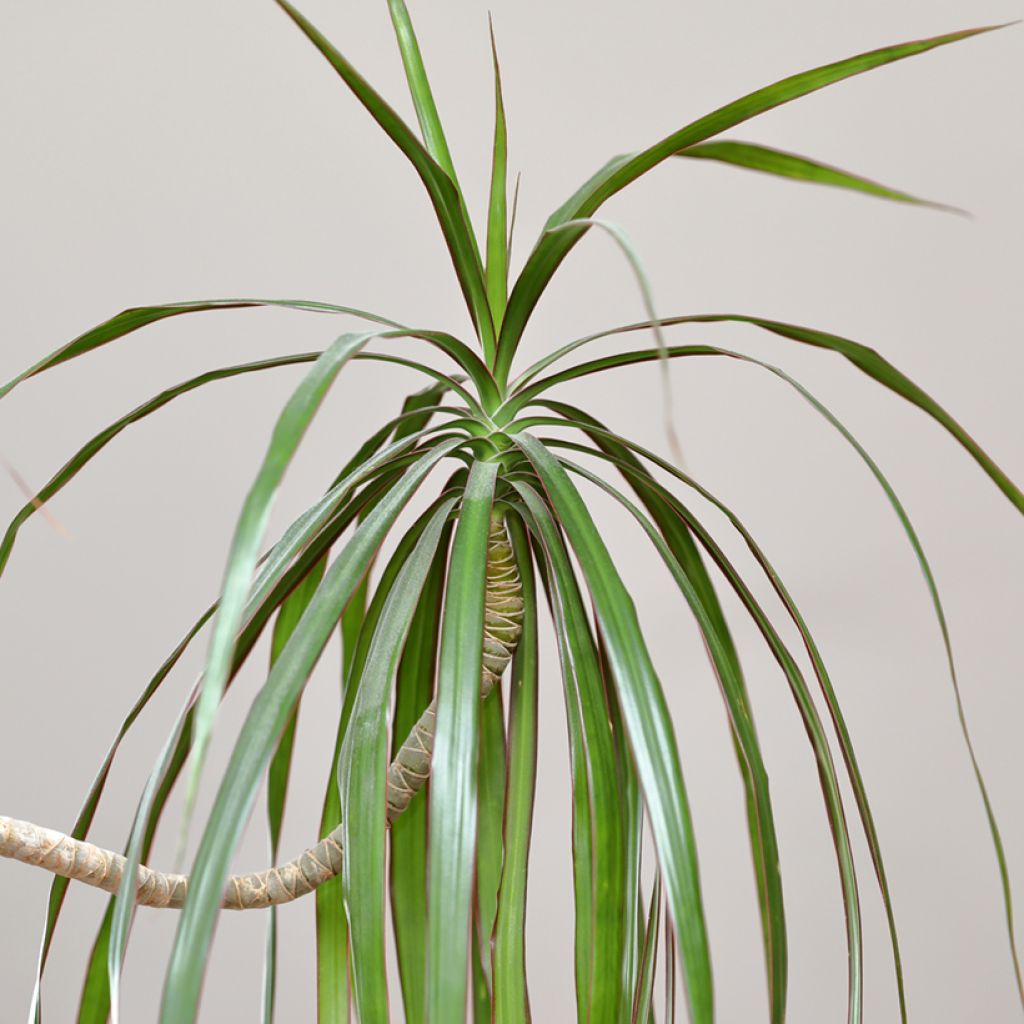 Dracaena reflexa var. angustifolia