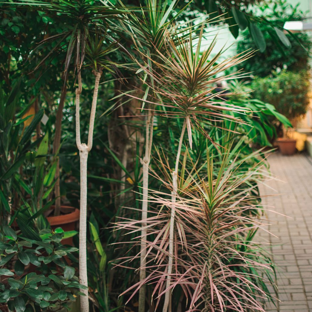 Dracaena reflexa var. angustifolia