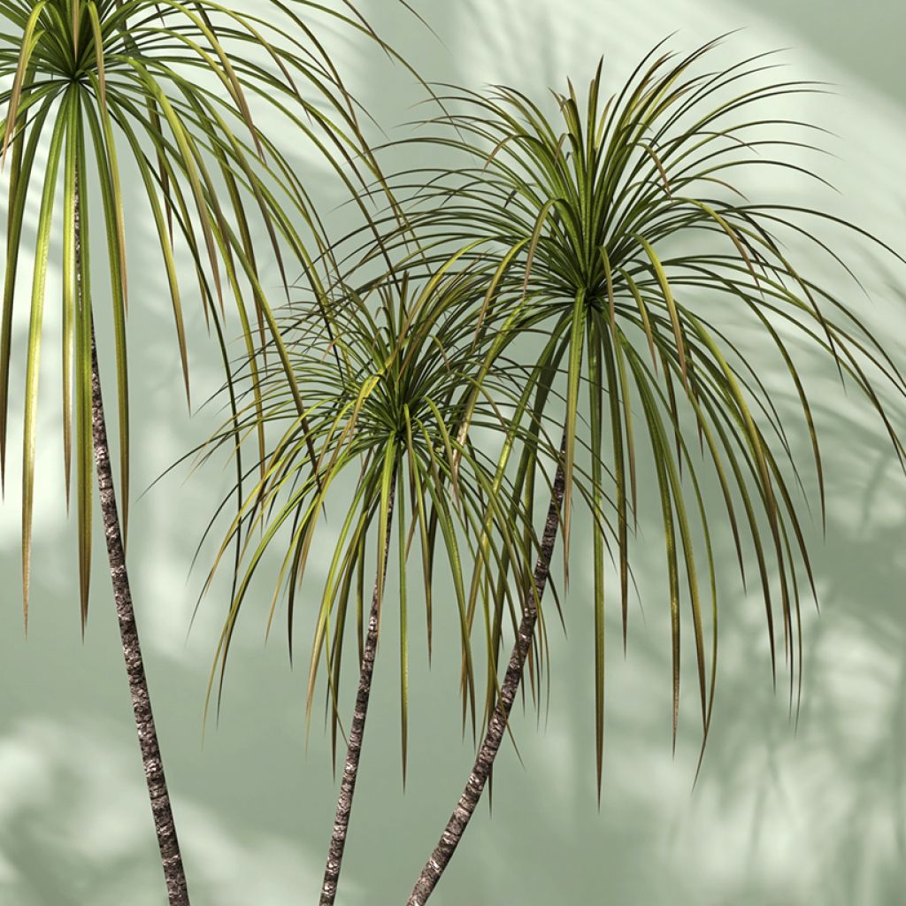 Dracaena reflexa var. angustifolia