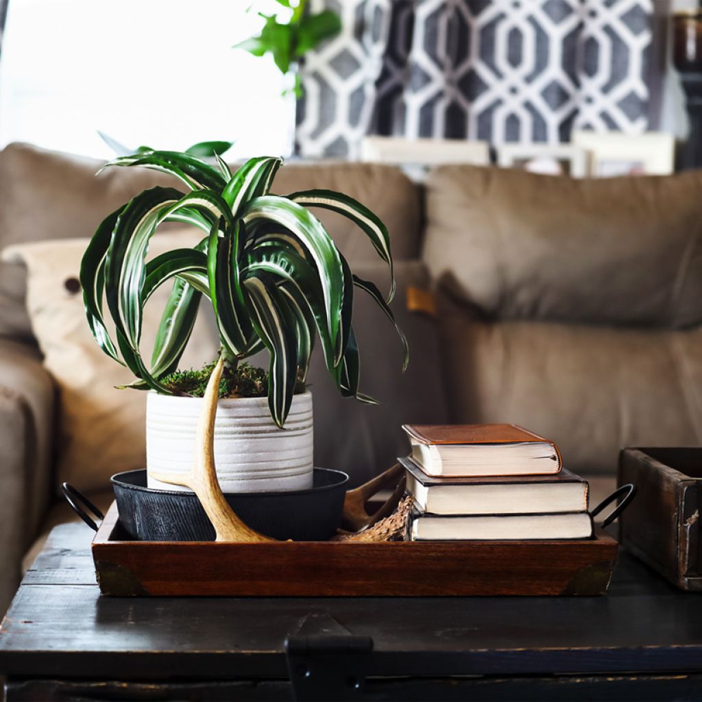 Dracaena fragrans White Jewel