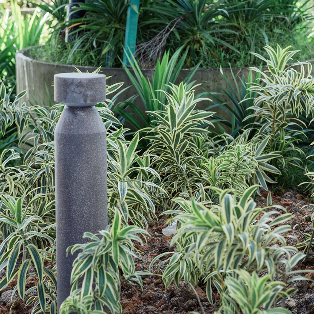 Dracaena fragrans White Jewel