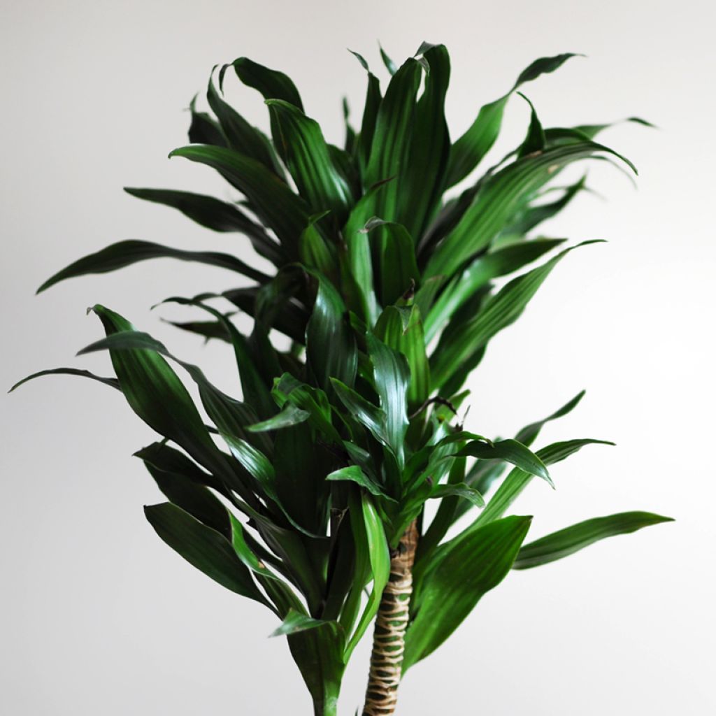 Dracaena fragrans Janet Craig