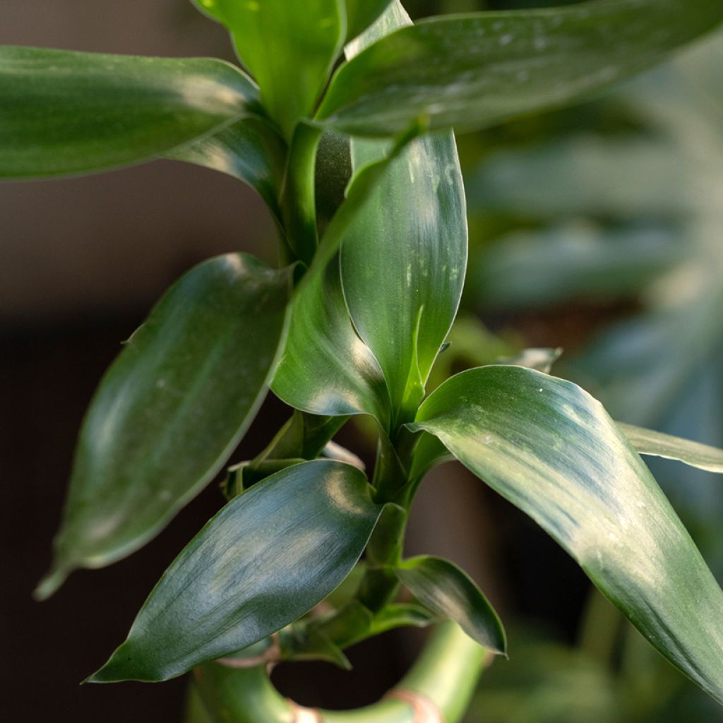 Dracaena sanderiana