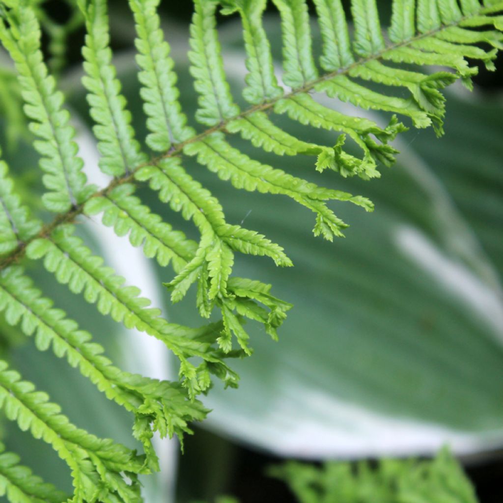 Dryopteris affinis Cristata
