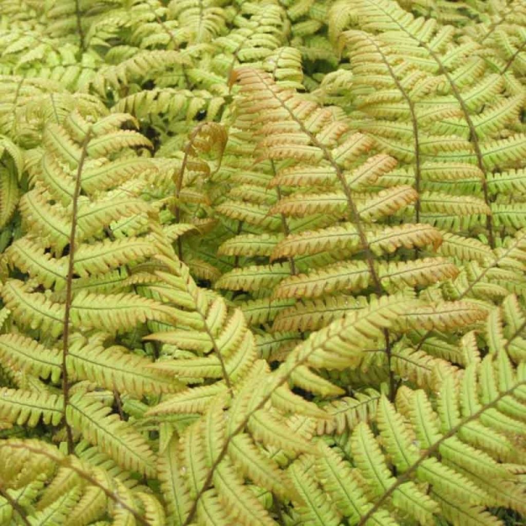 Dryopteris erythrosora
